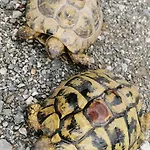 Oberzinnegg * 萨尔巴赫