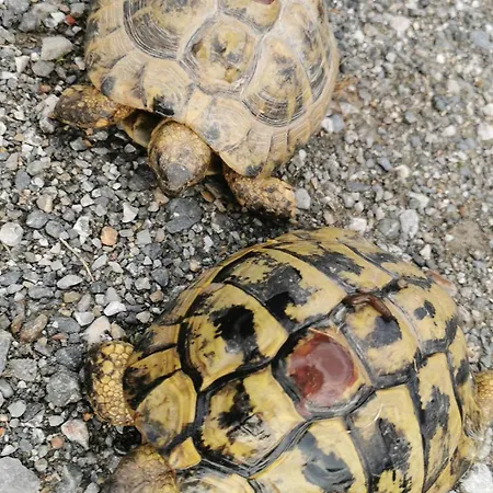 Oberzinnegg * Saalbach-Hinterglemm