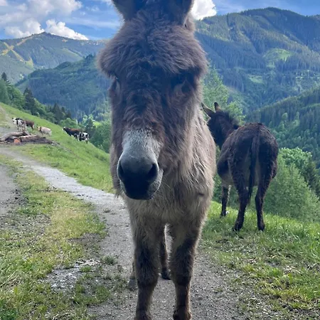 Oberzinnegg Saalbach-Hinterglemm